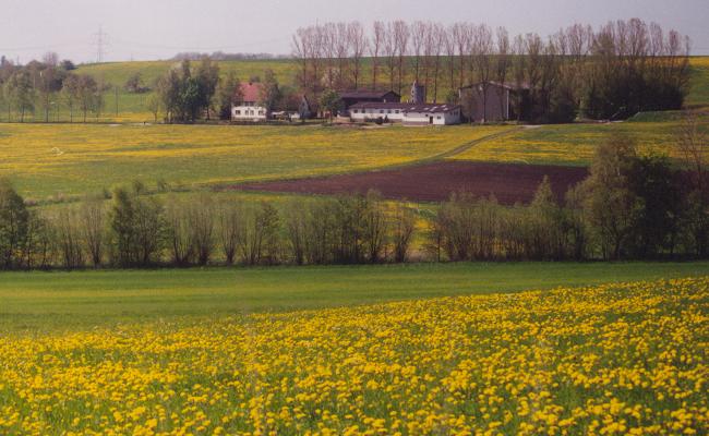 Birkenhof Frühling