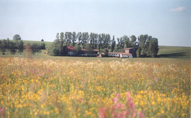 Birkenhof Sommer