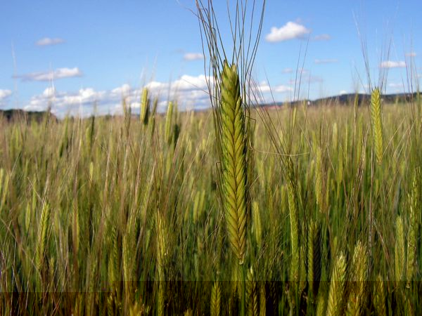 Einkorn