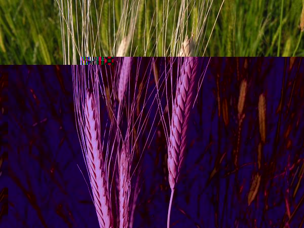 Einkorn
