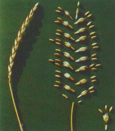 Ertrag Dinkel